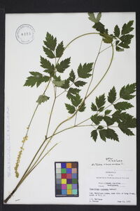 Actaea racemosa image