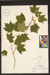 Acer leucoderme image