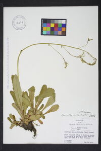 Saxifraga micranthidifolia image