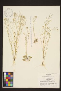 Arabidopsis thaliana image