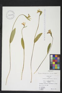 Pogonia ophioglossoides image