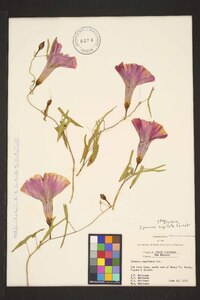 Ipomoea sagittata image