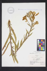 Oenothera elata image