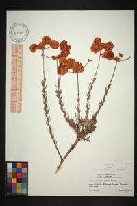 Eriogonum fasciculatum image