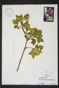 Staphylea trifolia image