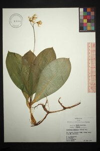 Clintonia borealis image