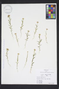 Polygala sanguinea image