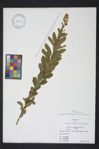 Spiraea alba image