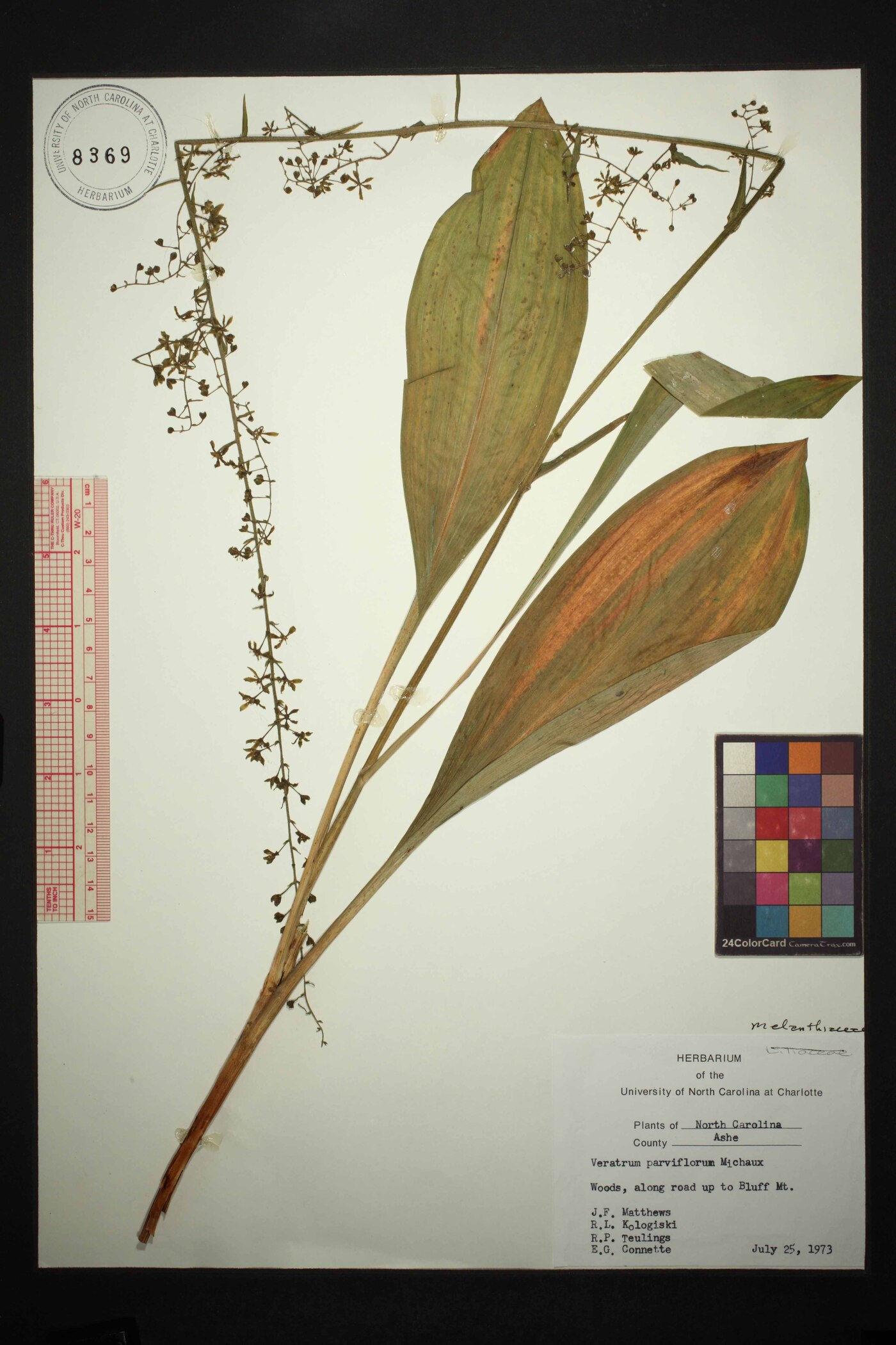 Veratrum parviflorum image