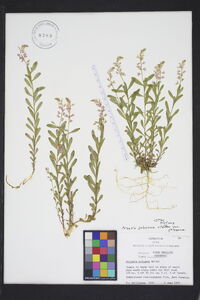 Polygala polygama image