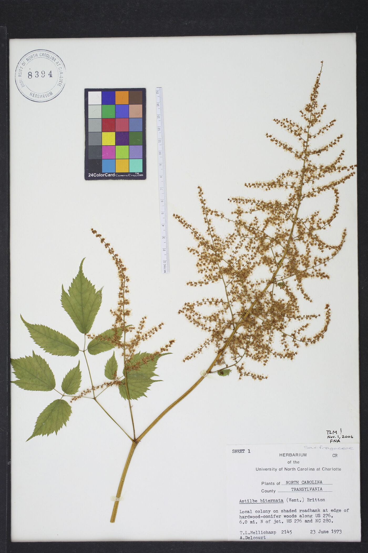 Astilbe biternata image