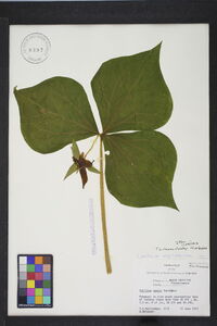 Trillium vaseyi image