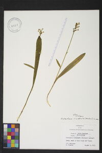 Platanthera clavellata image