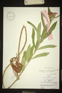 Asclepias incarnata var. pulchra image