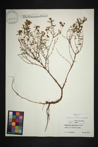 Hypericum densiflorum image