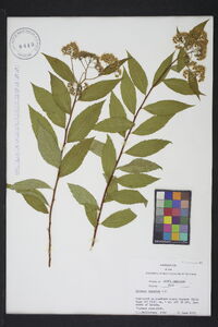 Spiraea japonica image