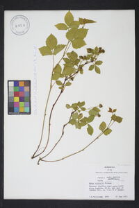 Rubus trivialis image