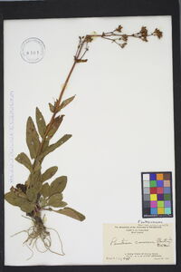 Penstemon canescens image