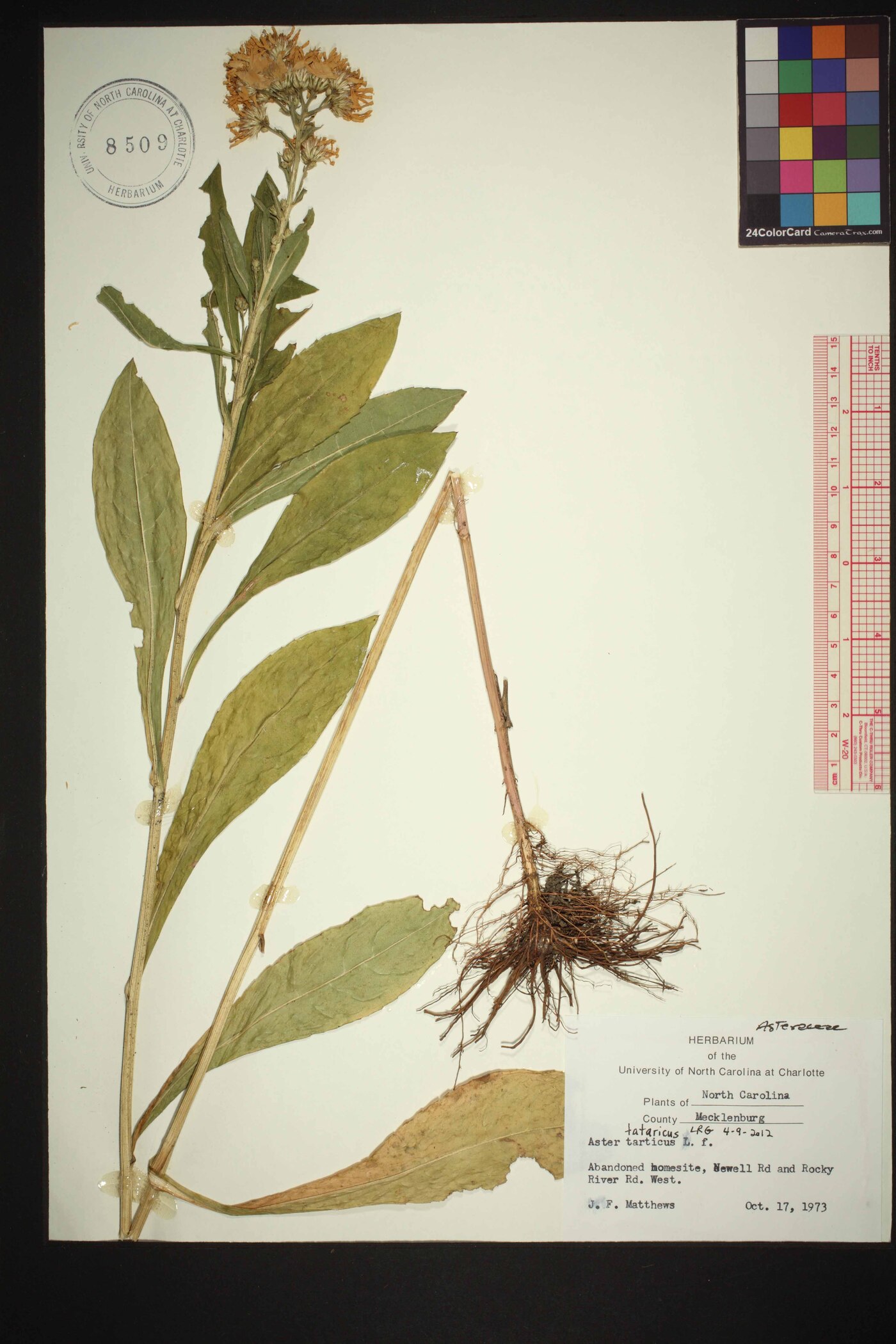 Aster tataricus image