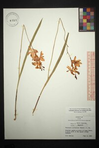 Calopogon tuberosus image