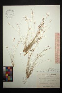 Bulbostylis capillaris subsp. capillaris image