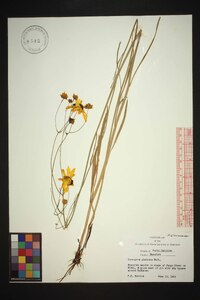 Coreopsis gladiata image