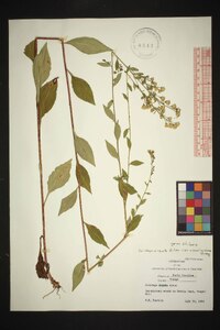 Solidago vaseyi image