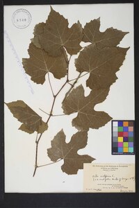 Vitis vulpina image