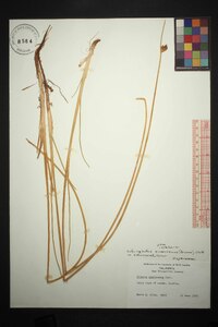 Schoenoplectus americanus image