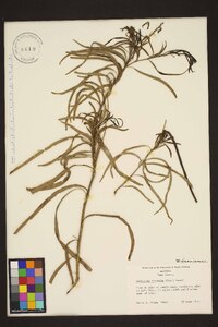 Chilopsis linearis image