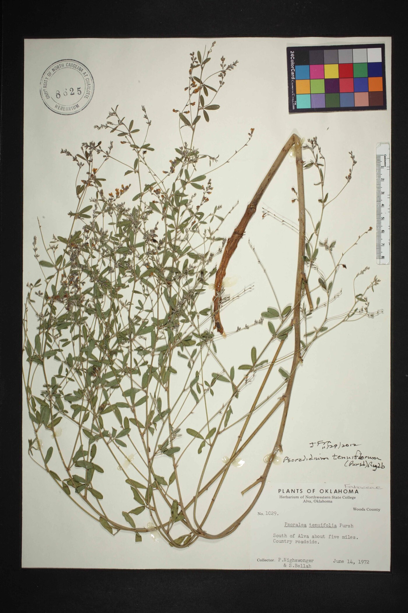 Psoralea fascicularis image