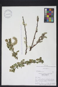 Salix caprea image