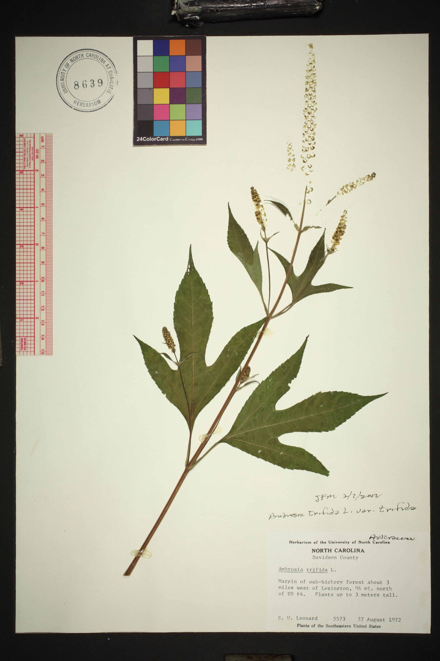 Ambrosia trifida var. trifida image