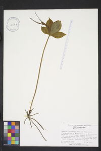 Isotria verticillata image