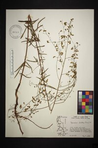 Desmodium strictum image