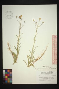 Croptilon divaricatum image