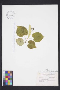 Tilia americana var. americana image