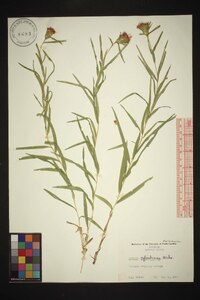 Liatris cylindracea image