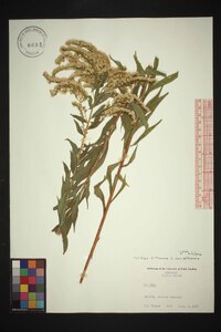 Solidago altissima var. altissima image