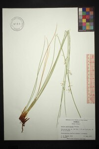 Juncus gymnocarpus image