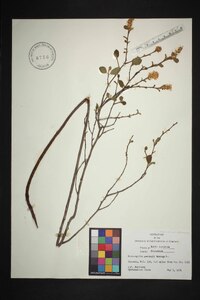 Fothergilla gardenii image