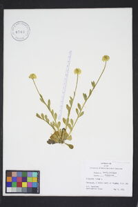 Polygala lutea image