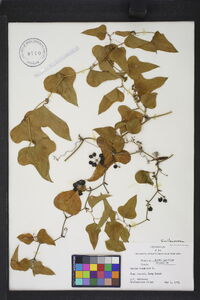 Smilax bona-nox image