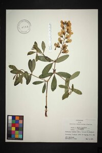 Baptisia cinerea image