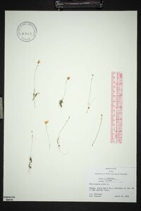 Utricularia gibba image