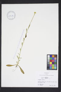 Polygala lutea image