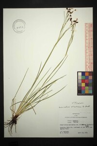 Sisyrinchium atlanticum image