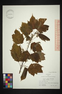 Acer spicatum image