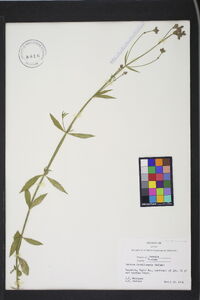 Verbena brasiliensis image