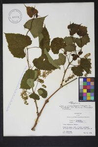 Vitis cinerea var. baileyana image